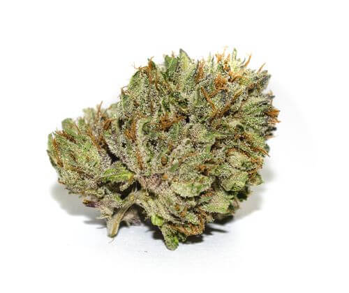 Hit Chronic Pain On the Head with 9 Lb Hammer in Ohio