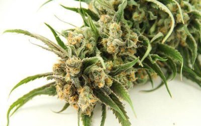 Blue Dream: A Daytime Strain Offering Quick Symptom Relief and Full-Body Relaxation