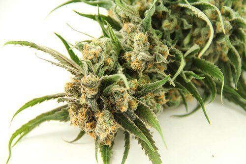 Blue Dream: A Daytime Strain Offering Quick Symptom Relief and Full-Body Relaxation
