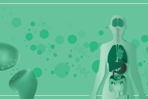 What Are Cannabinoid Receptors & What Do They Do?