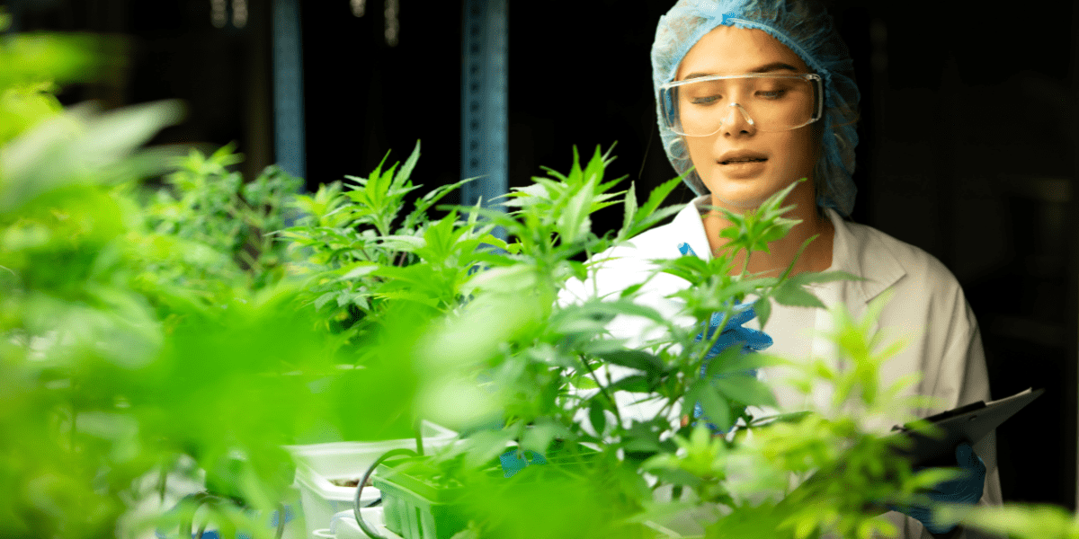 mmj and dehydration