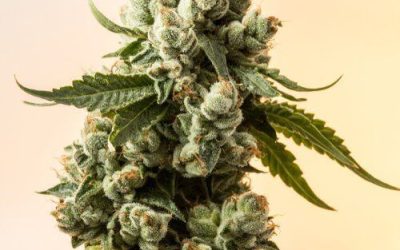 The Benefits of Taking a Cannabis Tolerance Break