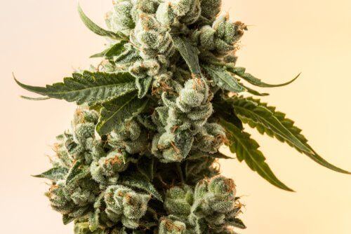 The Benefits of Taking a Cannabis Tolerance Break