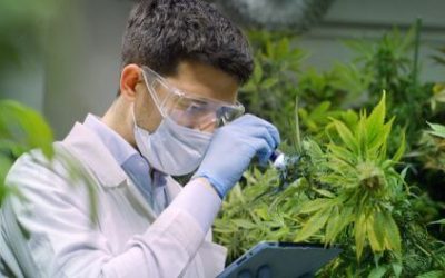 This Newly Discovered Cannabis Compound is 30 Times Stronger than THC in Ohio
