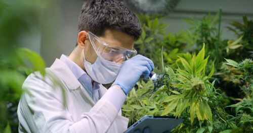 This Newly Discovered Cannabis Compound is 30 Times Stronger than THC in Ohio