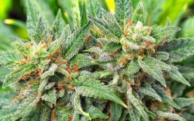 Since 2014 the Florida Medical Marijuana Program has Changed Drastically