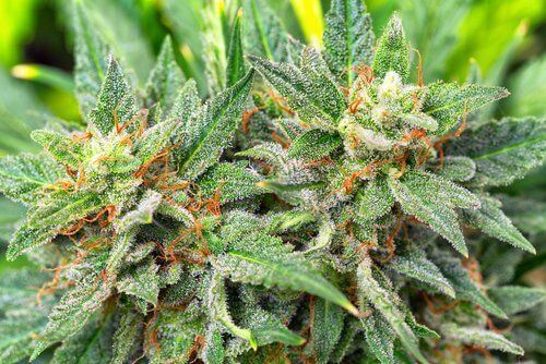 Since 2014 the Florida Medical Marijuana Program has Changed Drastically