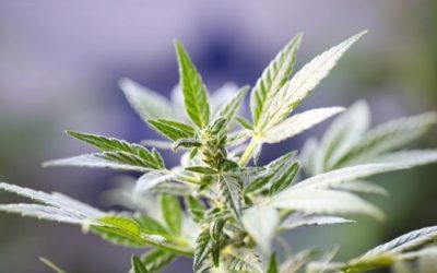 Ohio is Considering 3 New Conditions for Medical Marijuana in 2020