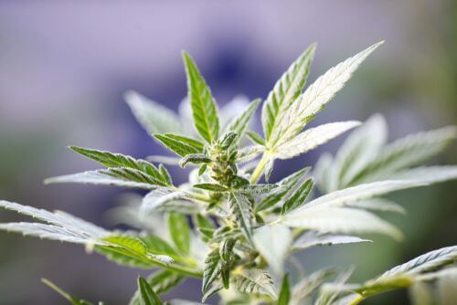 Ohio is Considering 3 New Conditions for Medical Marijuana in 2020