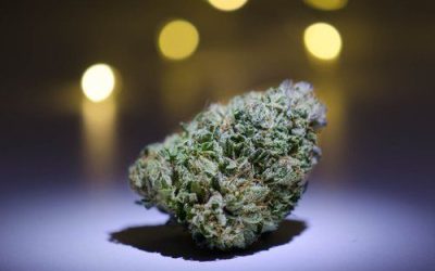 Feeling Stressed? These Strains Are Known for Their Relaxing Effects