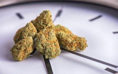 4/20 is a Day to Celebrate Cannabis – DocMJ Celebrates Cannabis Everyday