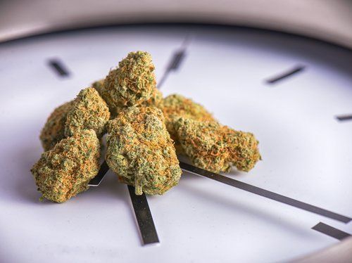 4/20 is a Day to Celebrate Cannabis – DocMJ Celebrates Cannabis Everyday