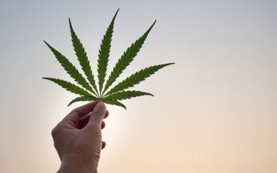 Florida Medical Marijuana FAQ’s Answered by DocMJ