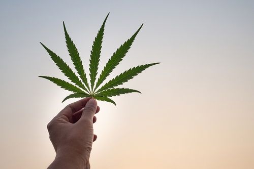 Florida Medical Marijuana FAQ’s Answered by DocMJ