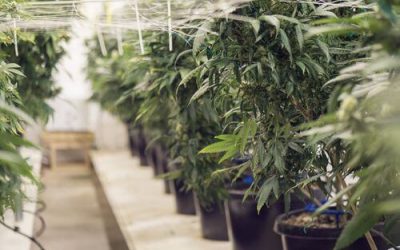 Medical Marijuana is Legal in Ohio: Here Are 6 MMJ Health Benefits Residents Should Know