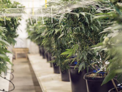 Medical Marijuana is Legal in Ohio: Here Are 6 MMJ Health Benefits Residents Should Know