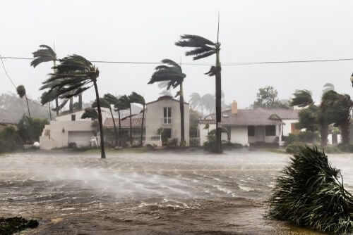 Hurricanes: Stay Calm With These Cannabis Terpenes