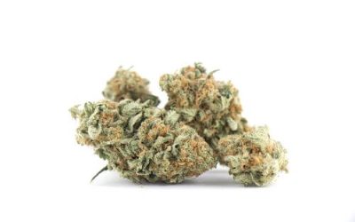 Strain Feature: All About Jack Herer