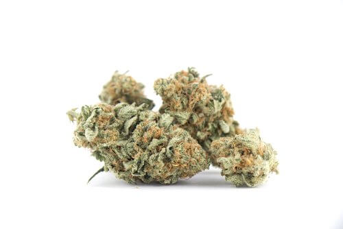 Strain Feature: All About Jack Herer