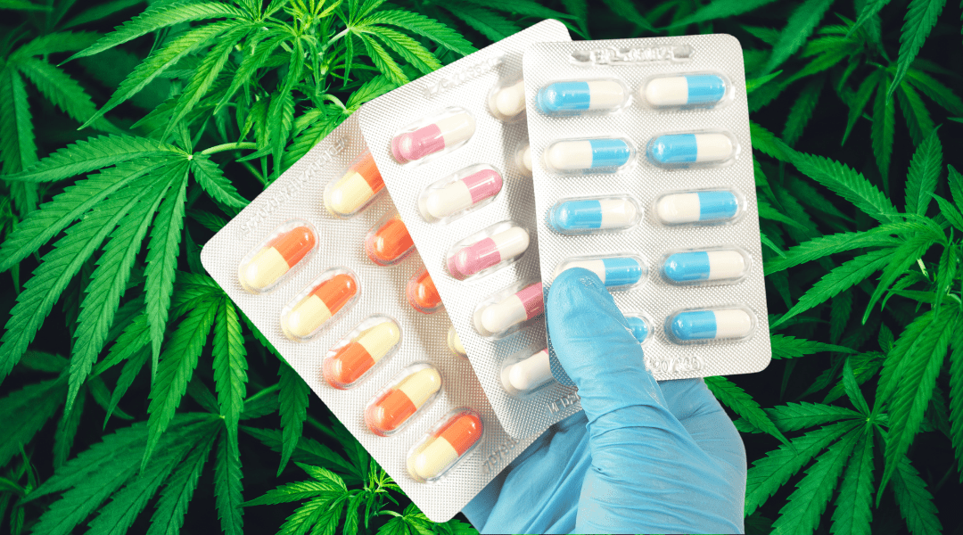 Can Marijuana and Antibiotics Be Used Together?