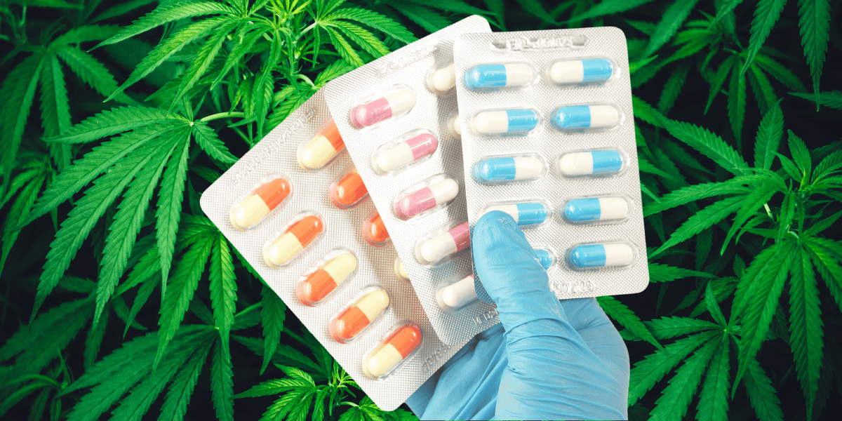 Can Marijuana and Antibiotics Be Used Together?