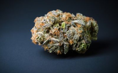 Strain Feature: All About Blue Dream Medical Marijuana