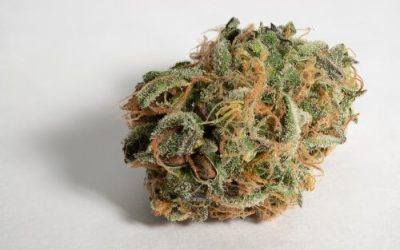 Strain Feature: All About ChemDawg Medical Marijuana