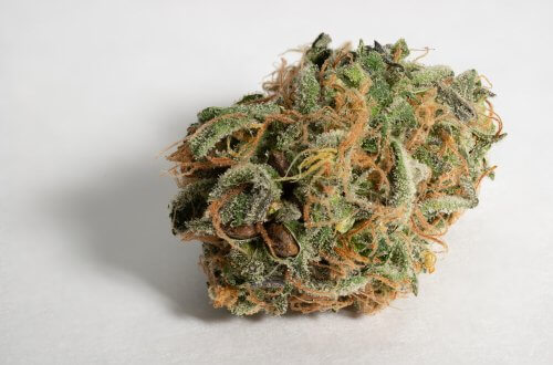Strain Feature: All About ChemDawg Medical Marijuana