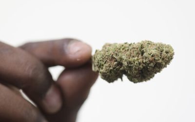 African Americans & Their Role in the History of Cannabis