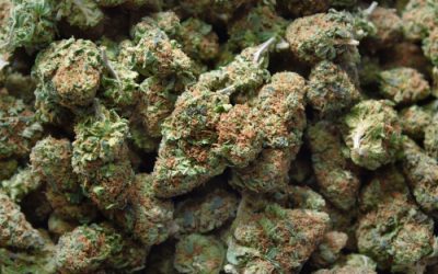 Strain Feature: Pineapple Express Medical Marijuana