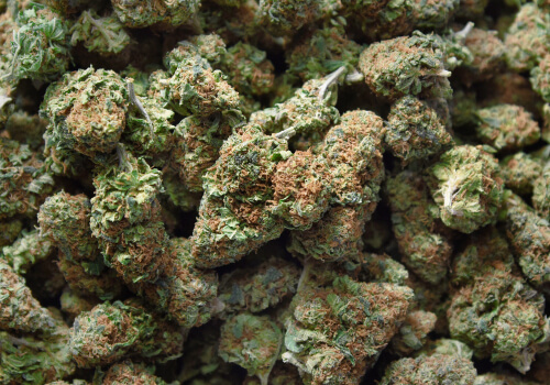 Strain Feature: Pineapple Express Medical Marijuana