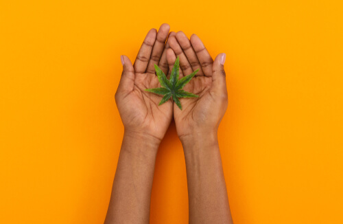 What You Need to Know About Cannabis History & Black History