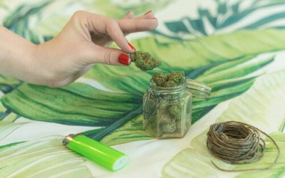 5 Common Myths About Cannabis Debunked