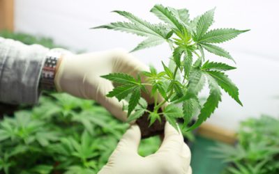 New Qualifying Conditions for Medical Marijuana Being Considered by Ohio Medical Board
