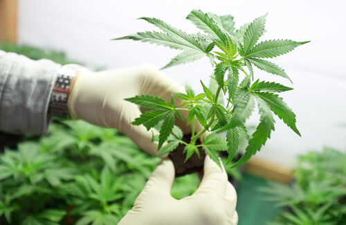 New Qualifying Conditions for Medical Marijuana Being Considered by Ohio Medical Board