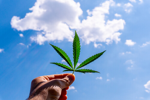 500,000 Patients: Florida Medical Marijuana Program Reaches Major Milestone