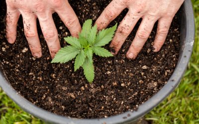 Home Grow in Ohio: Will Ohio MMJ Patients Ever Be Able to Grow Their Own Cannabis at Home?