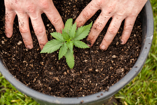 Home Grow in Ohio: Will Ohio MMJ Patients Ever Be Able to Grow Their Own Cannabis at Home?