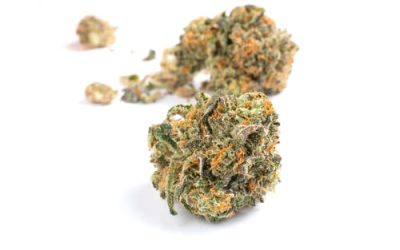 Klutch’s Whip It Medical Marijuana Strain Hits All The Right Notes With Ohio Patients