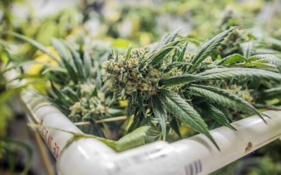 Strain Feature: Mimosa Florida Medical Marijuana