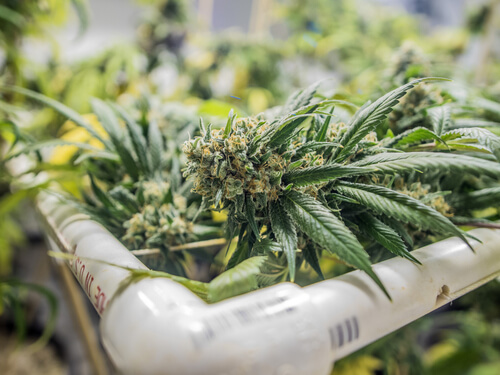 Strain Feature: Mimosa Florida Medical Marijuana