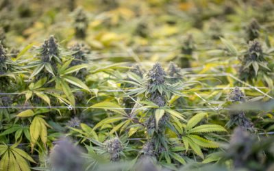 Ohio Medical Marijuana Cultivator Brings Organic Cannabis to Patients