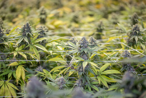 Ohio Medical Marijuana Cultivator Brings Organic Cannabis to Patients