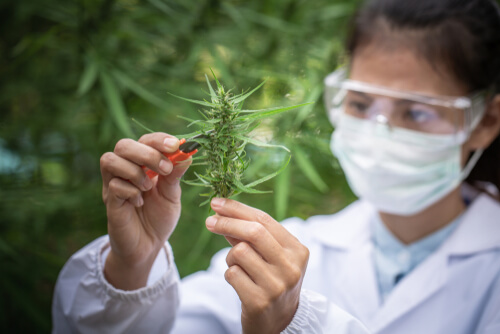 These Are Some of the Most Influential Women In Cannabis