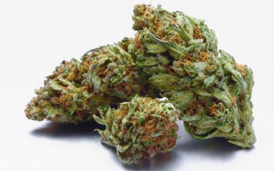 Strain Feature: Velvet Glove Florida Medical Marijuana