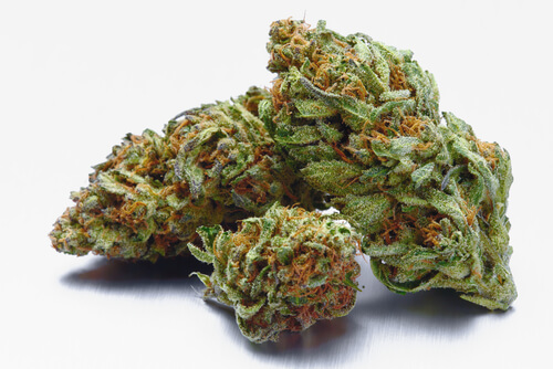 Strain Feature: Velvet Glove Florida Medical Marijuana