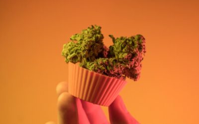 Ohio Medical Marijuana: All About Cake Strains