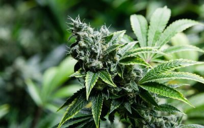 Strain Feature: Cannatonic Florida Medical Marijuana