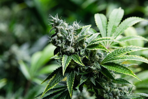 Strain Feature: Cannatonic Florida Medical Marijuana