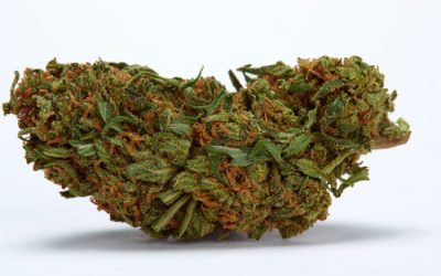 Strain Feature: Durban Poison Medical Marijuana Florida